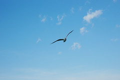 a900_expansion_of_the_wings