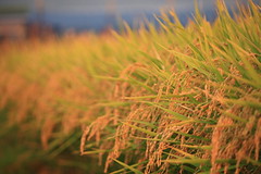 Rice field