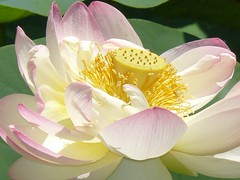water lilly (Lotus?