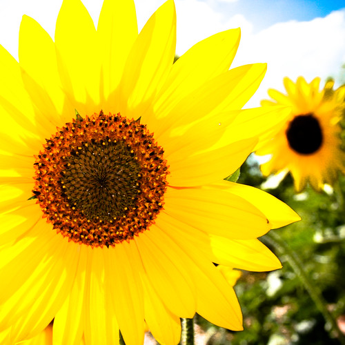 trying to channel some summer sun