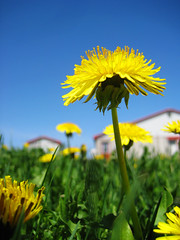 Dandelions at the barn