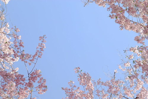 nijoujou-sakura-17