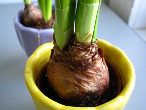 Daffodil Bulb Planting Depth | Garden.