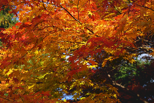 紅葉