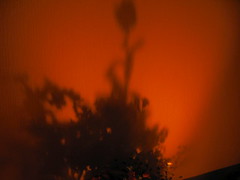 flowers bokeh by candlelight