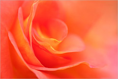 Macro / Rose Flower / Rose Macro / Macro Rose / closeup rose / closeup rose / Rose closeup / IMG_8462