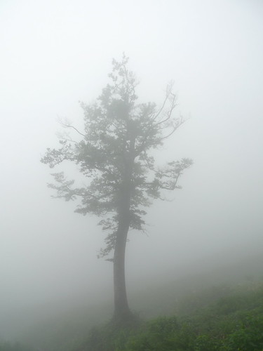 stand alone in the fog