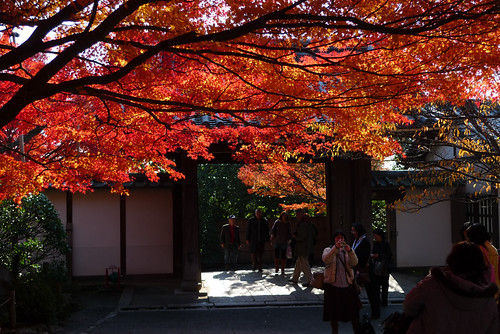 龍安寺楓葉-3