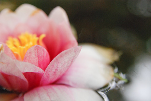 the botanical garden -1