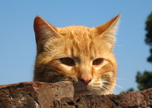 Cat People - 無料写真検索fotoq