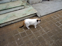 A Cat @ Cementerio de la Recoleta, Buenos Aires