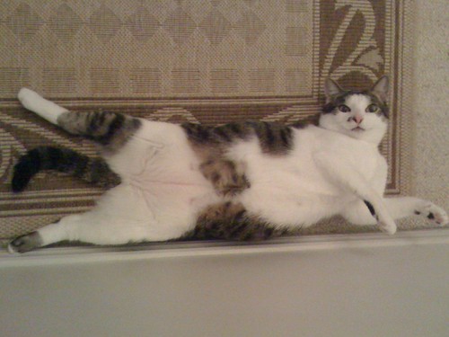Rub My Belly - 無料写真検索fotoq