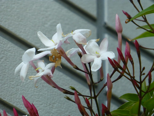 ジャスミンのハーブティーとジャスミンの中国茶の違い 愛知 名古屋 岡崎 安城 豊川 蒲郡 ハーブを本気で楽しむ メディカルハーブティー教室 販売