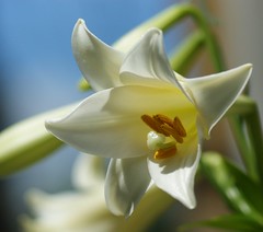 ゆり (百合) ：Lilium cv