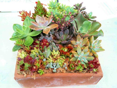 多肉寄せ植え