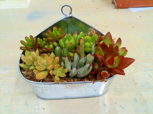 多肉寄せ植え