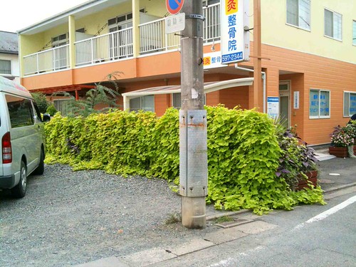 イポメアの凄さ