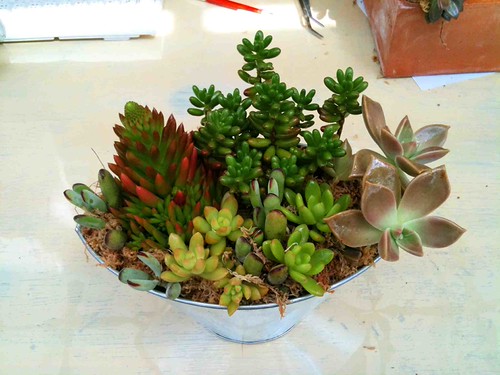 多肉寄せ植え