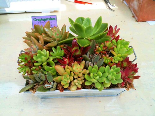 多肉寄せ植え