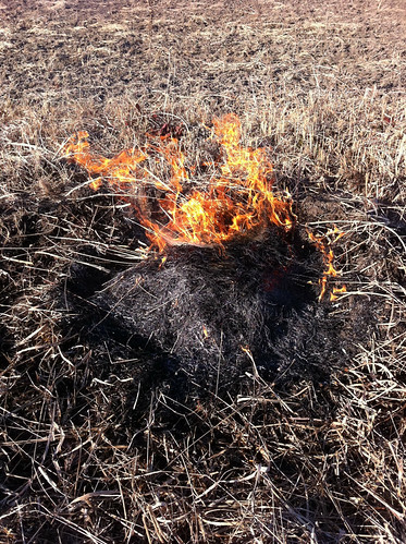田んぼの野焼き
