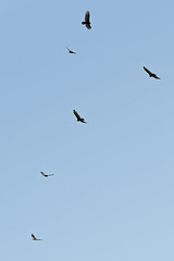 Vultures and Red-tails riding the thermals