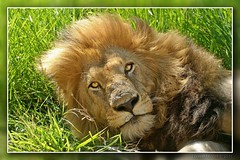 Our first lion for 2011
