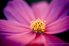Cosmos