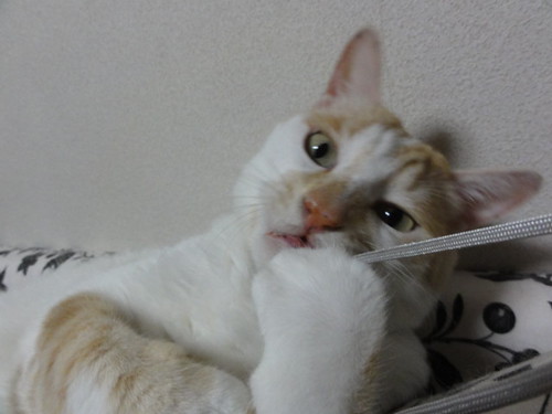 無題カメラロールノート