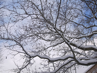 Snow／雪景色 - 無料写真検索fotoq