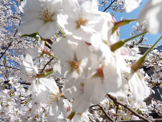 桜@青山