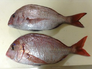 マダイとハナダイの見分け方 ボートのある週末