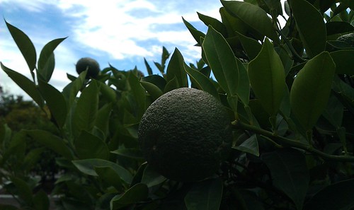 IMAG0625