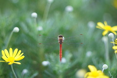Red dragonfly