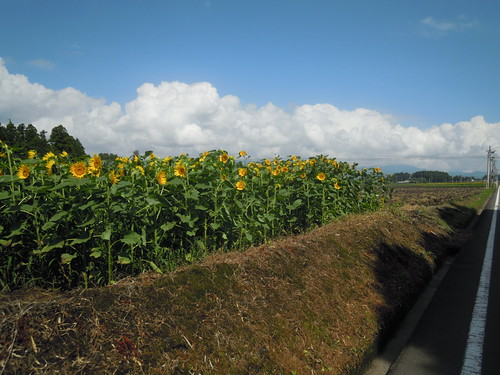 DSCN2334
