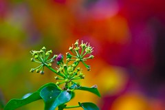 Berries and bokeh