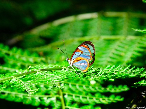 Blue Butterfly