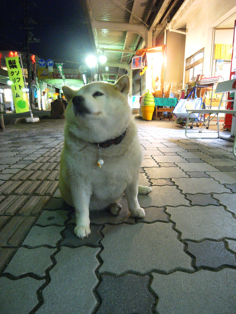 豆柴 ひな 21kg ゆるい中年の独り言 おやじサーファー日記