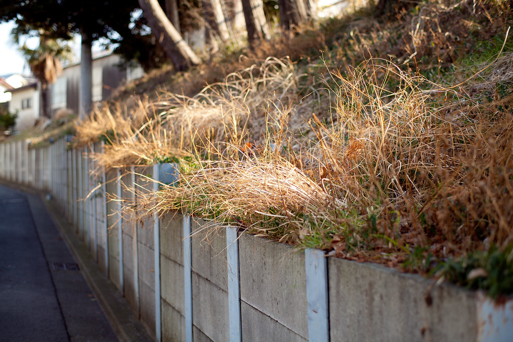 Day 63 -Roadside-