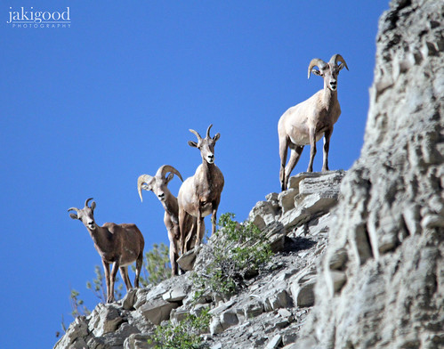 Big Horns in high places