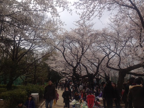 羽根木公園