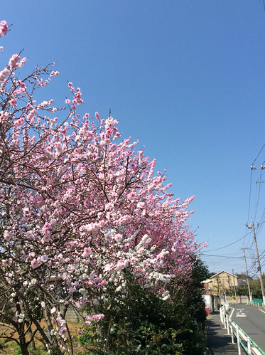 image by imiyake6, on Flickr