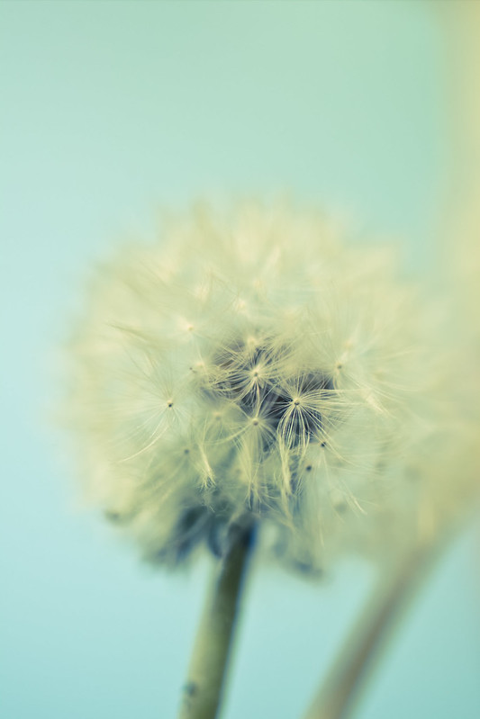 Dandelion