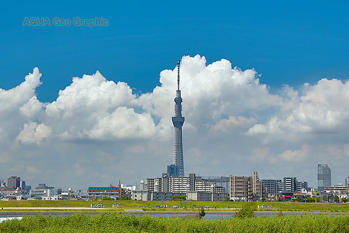 夏雲と東京スカイツリー 水中カメラマンのデスクワークな日々 夏雲と東京スカイツリー 水中カメラマンのデスクワークな日々