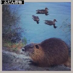 にほんブログ村 ファッションブログ ふだん着物（和服）へ