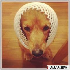 にほんブログ村 ファッションブログ ふだん着物（和服）へ