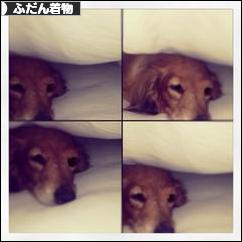 にほんブログ村 ファッションブログ ふだん着物（和服）へ