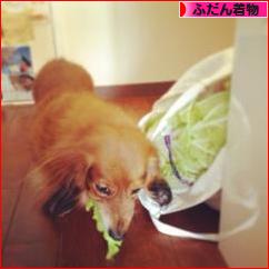 にほんブログ村 ファッションブログ ふだん着物(和服)へ