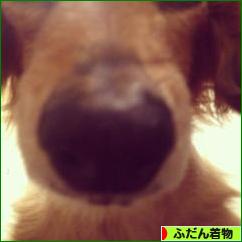 にほんブログ村 ファッションブログ ふだん着物（和服）へ