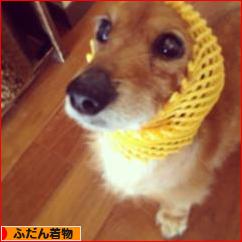 にほんブログ村 ファッションブログ ふだん着物（和服）へ