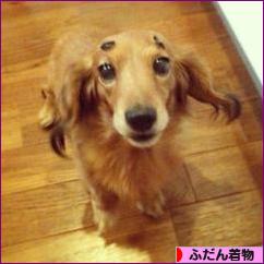 にほんブログ村 ファッションブログ ふだん着物（和服）へ